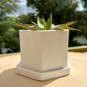 CHIVE Hexi Succulent Planter - Indoor/Outdoor Plant Pot & Saucer Gardening Gift